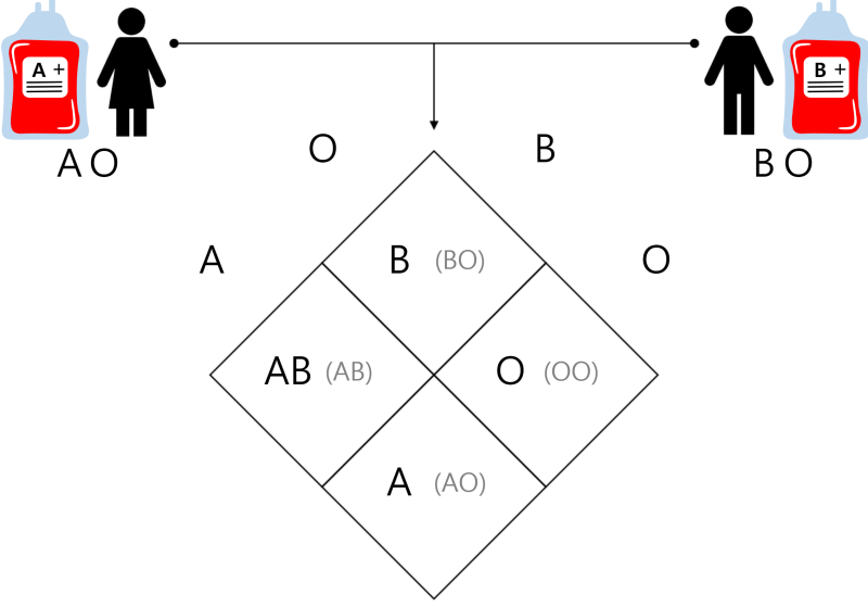 ABO Blood Type Simulation