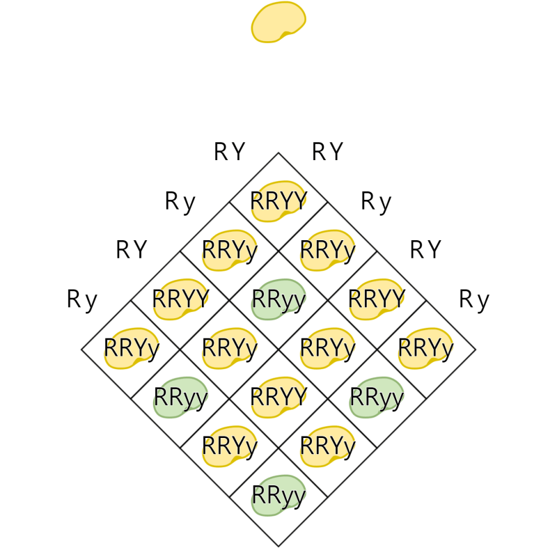 Dihybrid Cross Simulation