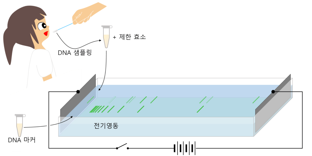 DNA 전기영동
