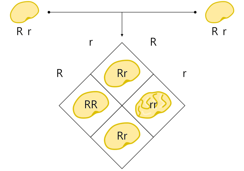 Mendel`s Law of Heredity