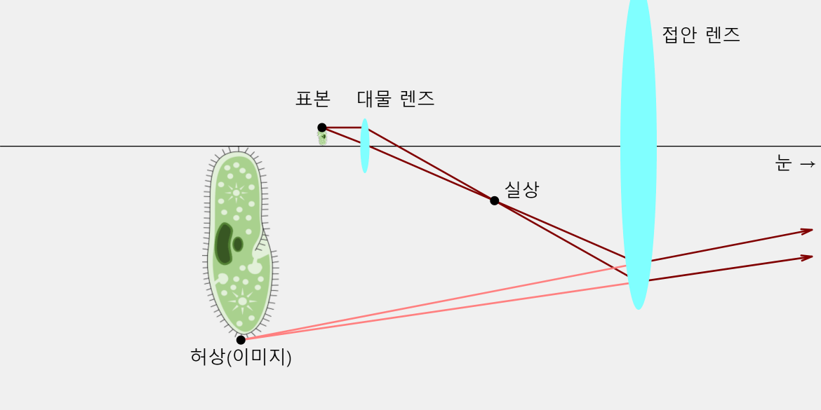 현미경