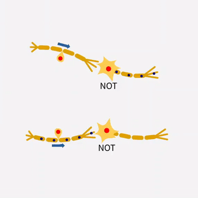 NOT Neuron