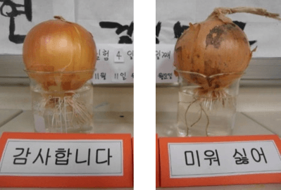 양파실험, 양파 2개(감사합니다. 미워 싫어)