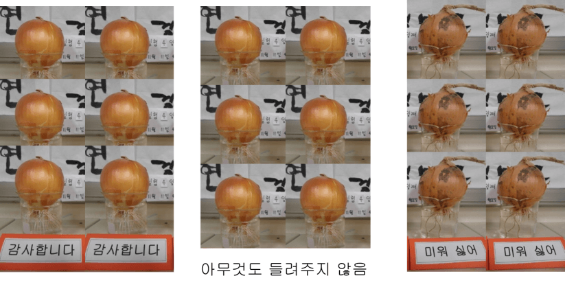 양파 실험을 집단으로 변경