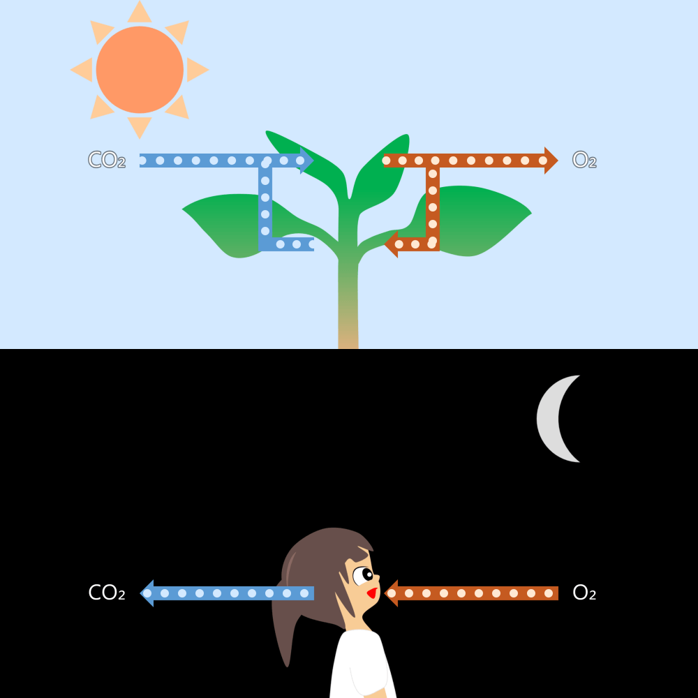 Plants Respiration