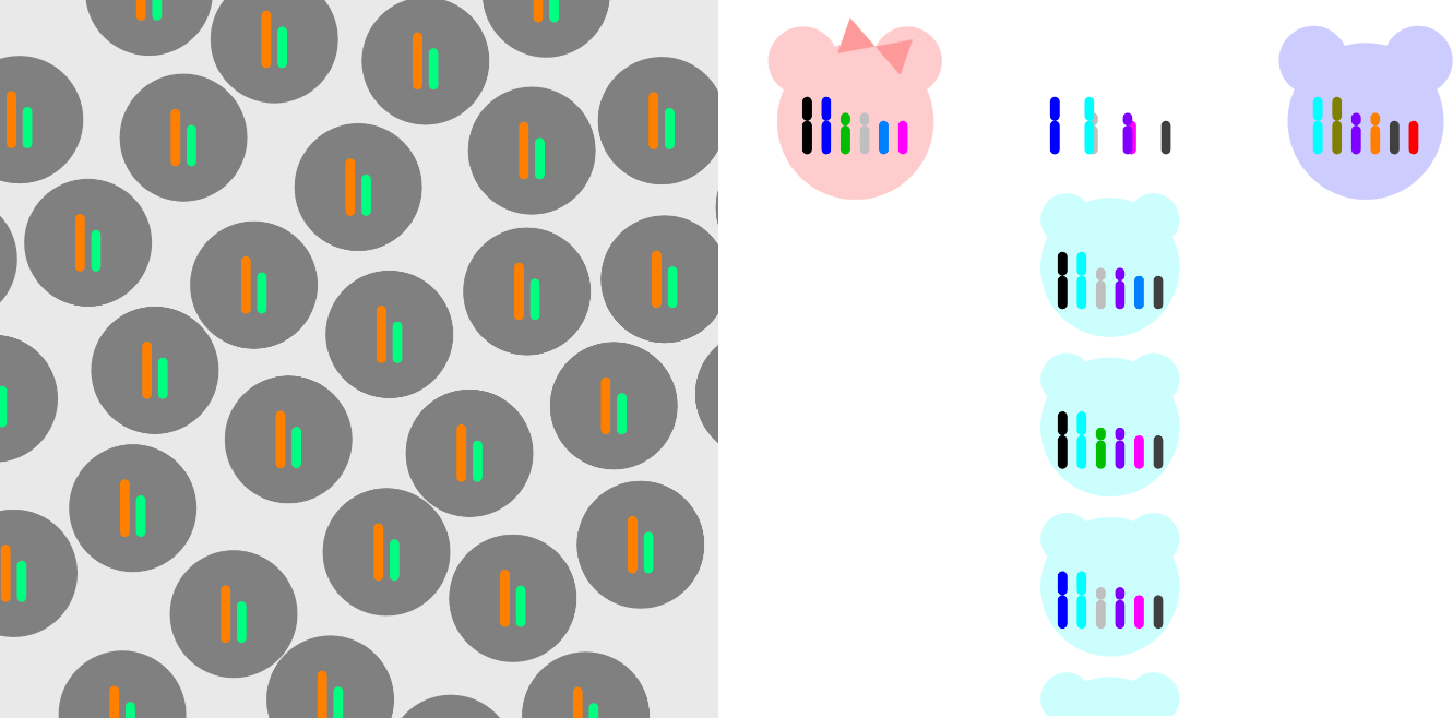 Asexual Reproduction and Sexual Reproduction