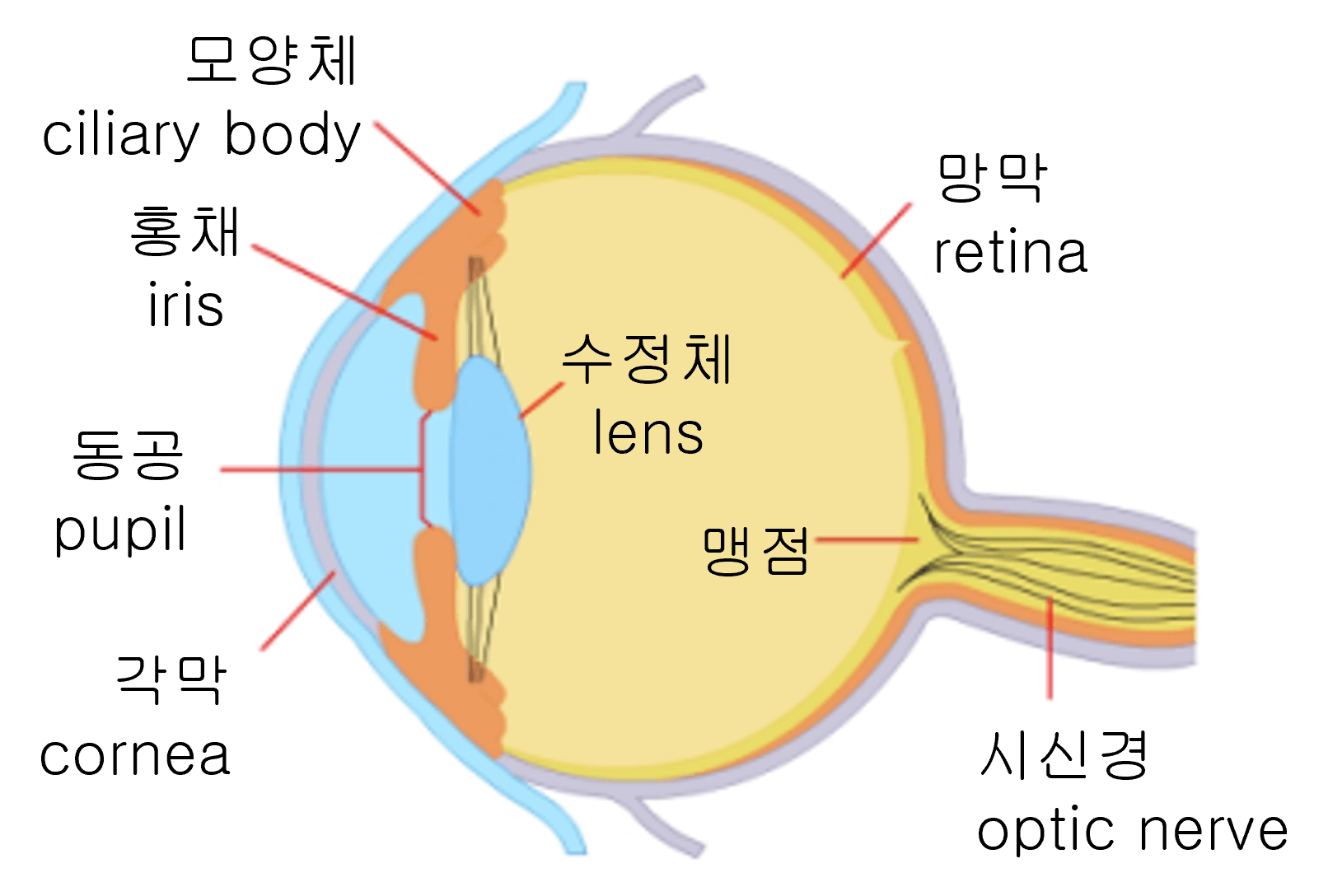 Structure of eye